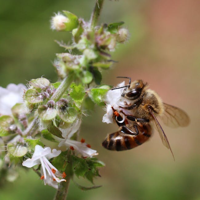 Mustard Flower Honey