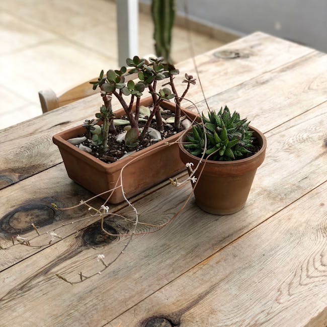 Terracotta Bowl Medium 4