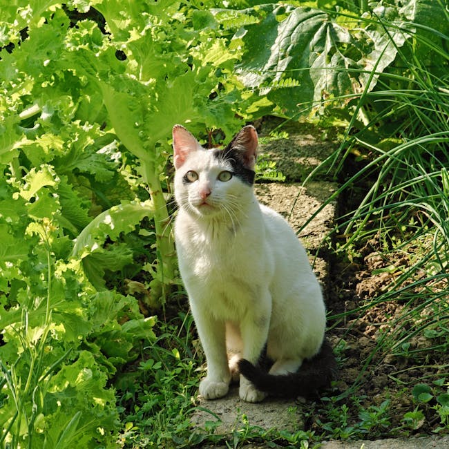 OPPO Reno11 F 5G 8/256GB 2