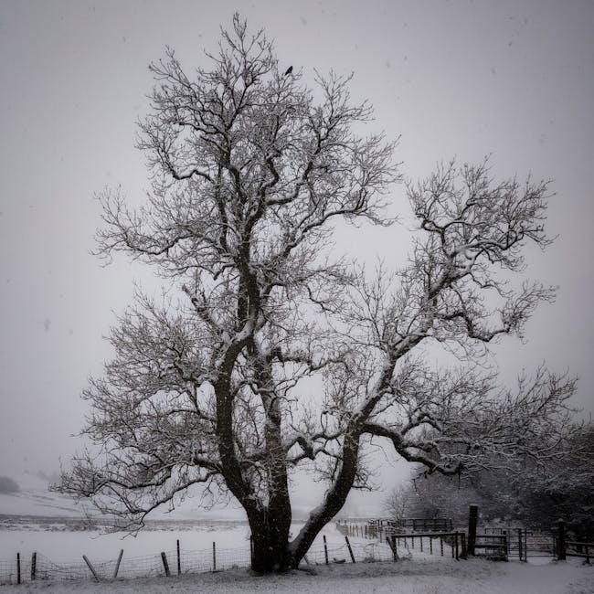 OnePlus Nord CE4 5G 8/256GB