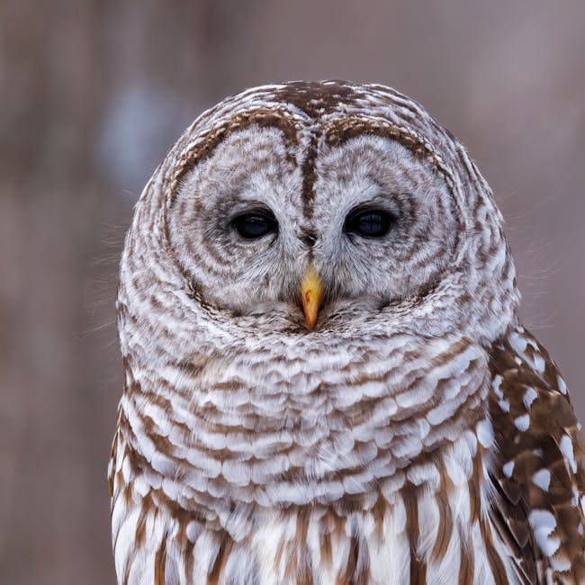 Asus ROG Strix G16 Ryzen 9 32GB RTX 4070 4