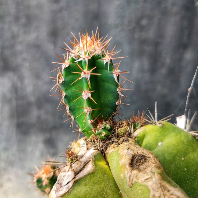 Tangail Muslin Jamdani Shari Off-White 3