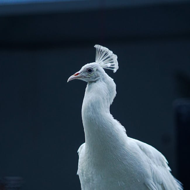 Dhaka Namkeen Chanachur 250g Spicy Mix 2